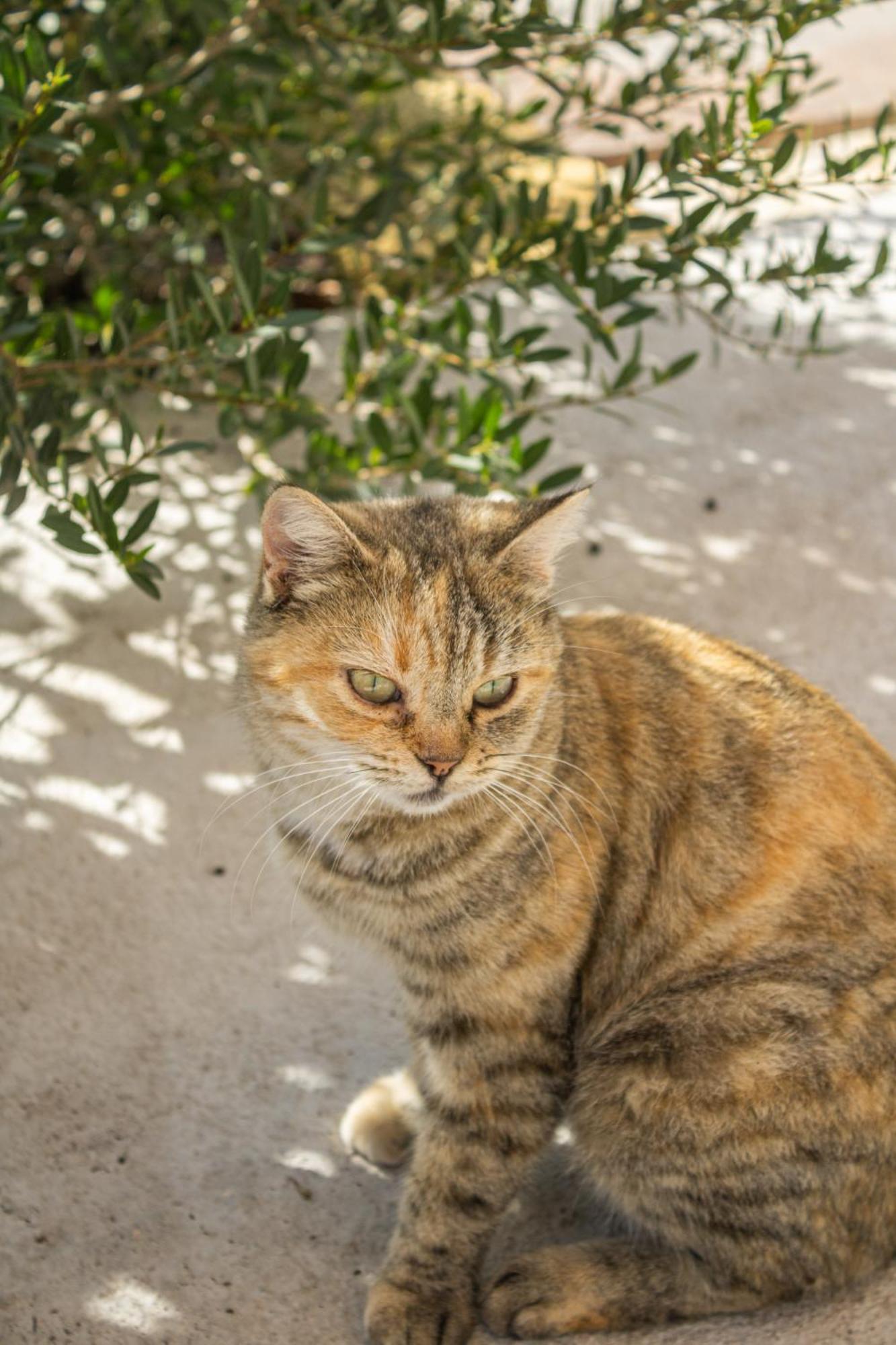Ada-trulli&luxury Resort Martina Franca