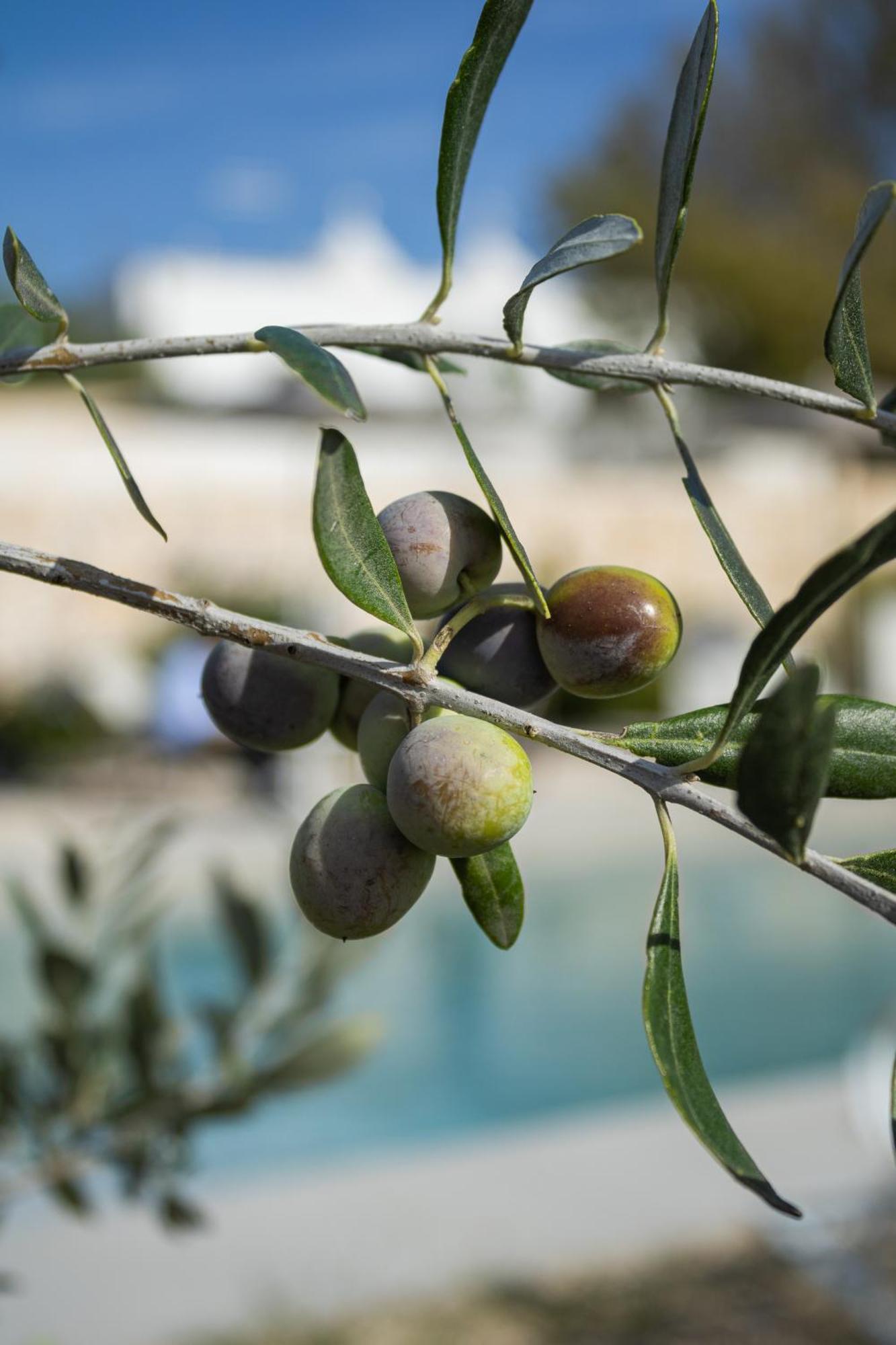 Resort Ada-trulli&luxury Martina Franca
